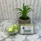 Light green soy Mint Mojito cube wax melts in a small glass bowl, with small plant for decor.